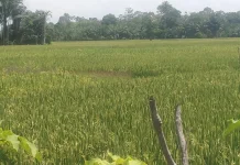 Padi Pasi Jumpa Terancam Gagal Capai Target Panen