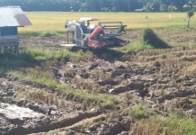 Panen Perdana Padi di Gampong Darat Meureubo, Hasil Belum Capai Target
