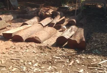 Kelangkaan Kayu Olahan Hambat Produksi Perabot di Desa Lapang