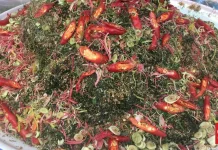 Ramadhan Sehat Dengan Sambai Oen Pegaga Empat Puluh Empat Daun Berkhasiat