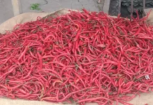 Harga Cabai Merah Besar di Pasar Bina Usaha Meulaboh Capai Rp40 Ribu per Kilogram
