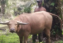 Populasi Kerbau Jantan di Aceh Barat Menipis, Permintaan Daging Terus Meningkat