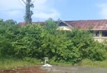 Warga Keluhkan Bangunan Bekas Sekolah Terbengkalai Menjadi Hutan Kota Meulaboh