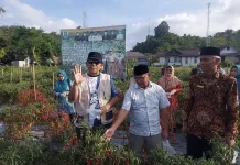 Bupati Simeulue Panen Perdana Cabai di Kebun Demplot Pemda