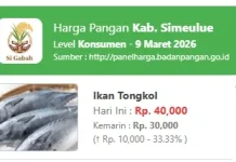 Harga Ikan Tongkol di Simeulue Naik Signifikan