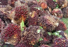 Harga Sawit Petani Nagan Raya Masih Rendah, Produksi Buah Menurun