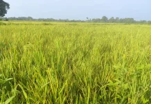 Gagal Panen Hantui Sebagian Petani Lahan Tadah Hujan