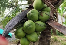 Kelapa Muda langsung Dari Pohon Paling Dicari saat Berbuka