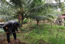 Langkah Praktis Berkebun Wujudkan Ketahanan Pangan Keluarga