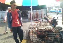 Permintaan Ayam Kampung di Meulaboh Meningkat jelang Idulfitri