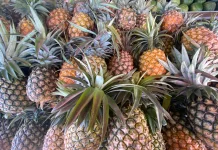 Lawan Cuaca Panas Ekstrem dengan Nanas Buah Tropis Kaya Manfaat