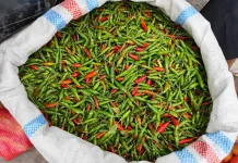 Pasokan Takengon Melimpah, Harga Cabai Turun di Meulaboh