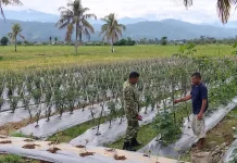 Babinsa Apresiasi Petani Cabai Manfaatkan Lahan Kosong Jadi Produktif