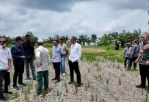 Plt Kadistanbun Aceh Tinjau Padi Gogo di Aceh Utara