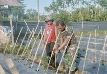 Babinsa Koramil Blangpidie Dampingi Petani Tanaman Cabe