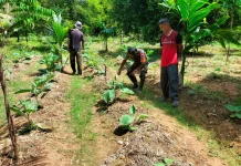 Babinsa Kodim 0110/Abdya Komsos Dengan Petani