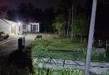Pencurian Ternak Marak di Kaway XVI, Warga Diminta Tingkatkan Kewaspadaan