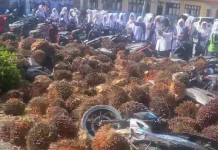 Truk Muatan Sawit Tabrak Pagar Sekolah dan Motor Siswa Nagan Raya