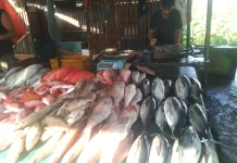 Harga Ikan Segar di Meulaboh Naik Pascalebaran, Dipicu Minimnya Pasokan
