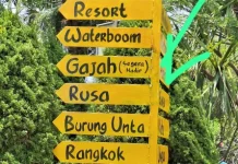 Respon Isu Pemindahan Gajah ke Kebun Binatang, JGN: Sebaiknya Tidak Dilakukan