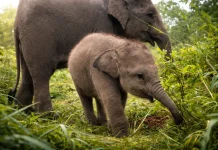 Kemenhut Bantah Isu Pemindahan Gajah, JGN Soroti Dampak Kesejahteraan Satwa