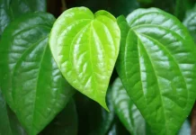 Daun Sirih Khasiat Super untuk Pria dan Wanita