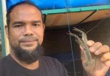 Budidaya Lobster Air Tawar Berpotensi Tingkatkan Ekonomi dan Ketahanan Pangan