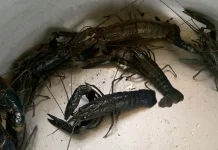 Budidaya Lobster Air Tawar Berpotensi Tingkatkan Ekonomi dan Ketahanan Pangan