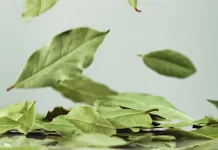 Rahasia Sehat Daun Salam untuk Tubuh
