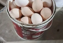 Bisnis Telur Ayam Kampung Dinilai Menjanjikan di Aceh Barat
