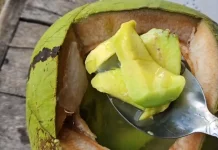 Intip Rahasia Racikan Air Kelapa Muda yang segarnya gak ada obat