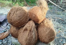 Kelapa Tua Jadi Primadona, Harganya Kian Menyala