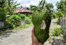 Mitos atau Fakta: Benarkah Buah Bekas Gigitan Tupai Rasanya Lebih Manis