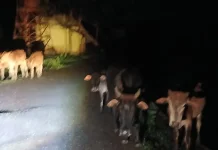 Warga Keluhkan Ternak Berkeliaran Pada Malam Hari