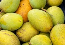 Manfaat Buah Mangga bagi Kesehatan, Kaya Nutrisi dan Baik untuk Tubuh