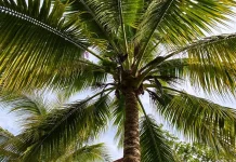 Manfaat Kelapa dari Buah hingga Daunnya, Kaya Nutrisi dan Serbaguna