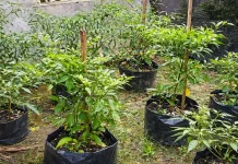 Tips Menanam Cabai di Rumah bagi Pemula, Mudah dan Bisa Panen Sendiri