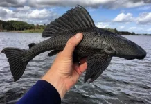 Ikan Sapu-Sapu Ancam Ekosistem Perairan, Ini Penjelasan Ilmiahnya