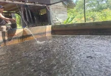 Budidaya Lele Kolam Terpal di Aceh Barat, Hasilkan 2 Ton Ikan Per Bulan