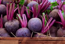 Ketahui Manfaat Buah Bit bagi Kesehatan