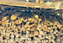 Kayu Bakar Masih Jadi Andalan Ibu Rumah Tangga