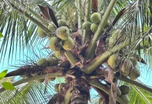 Air Kelapa Muda, Solusi Alami Jaga Hidrasi dan Kesehatan