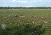 Permukaan Danau Geunang Geudong Surut