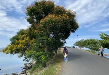 Pohon Jeju Viral di Ulee Lheue, Kian diminati Wisatawan