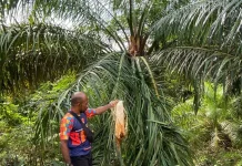 JGN Desak Pemerintah Realisasi Turunan Qanun Satwa Liar di Aceh