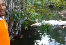 Beredar Video Buaya Mati Terapung di Sungai di Simeulue