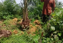 Petani Sawit Pemula di Aceh Barat Resah Diserang Satwa Liar