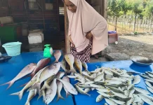 Harga Ikan Segar di Meulaboh Stabil, Pasokan Mencukupi