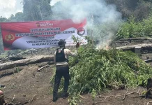 Kapolda Aceh Pimpin Pemusnahan Ladang Ganja di Aceh Besar