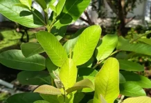 Daun Pucuk Jambu Biji, Solusi Alternatif Pengobatan Tradisional Pada Diare